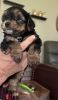 Yorkie terrier for sale there 4boy no girl