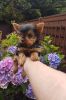 Female Yorkshire Terriers