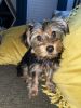 4 Month Female Yorkshire Terrier