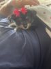 Yorkie puppies ready for there new homes 7 weeks old