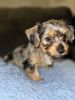 Forever Home Yorkie’s