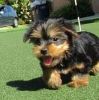 lovely yorkie Puppiesfor adoption