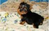 Yorkshire terrier puppy Available