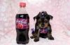 Yorshire terrier puppies