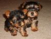 Little Yorkie puppies available