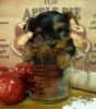 CUte Teacup yorkie puppies for you