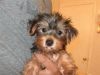 Cute Teacup Yorkie puppy for sale
