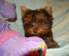 Gorgeous Female Yorkie Available