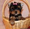 Top Quality Teacup Yorkie Puppies Ready