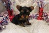 Yorkshire Terrier Male and female