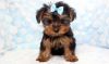 Beautiful yorkshire terrier needs a home
