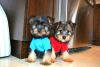 Two Teacup Yorkie pups ready To Go home