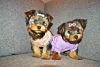 Two Yorkies available for sale!