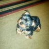 3 Yorkies for sale 1 Male Available