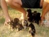 Healthy Yorkie puppies for Good Homes