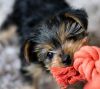 Priceless Yorkie Puppies For Sale