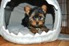 lovely yorkie puppies