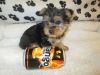 Home trained tea-cup yorkie puppies available.