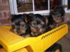 Amazing T-cup Yorkie puppies