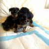 Male and Female TeaCup Yorkie