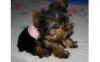 Awesome Yorkie Puppy for Adoptions