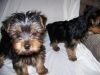 Your Dream Yorkshire Terrire Puppiess