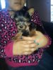yorkie puppies for real