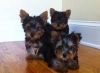 High Quality Yorkie Puppies left For Sale