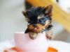 3 Female and 1 Male AKC Yorkie Puppies for sale.