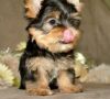Cute yorkie puppies for adoption