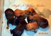 Yorkies Puppies of All Colors