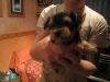 Adorable Yorkie Puppies Available