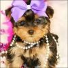 male and female tea cup yorkie puppies