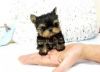 Get your dream Micro Teacup Yorkie