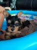 Yorkshire Terrier Puppies