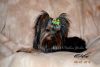 Gorgeous Male Yorkie Available
