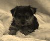 Registered Male & Female Yorkie Puppy