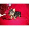 Well-socialized Teacup Yorkie Puppies Availableu