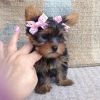 Pedegree Yorkie Puppies For Sale