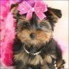 Akc Toy Yorkie Male And Female