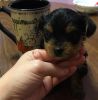 Cute And Charming Yorkie Puppies For Homes