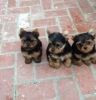 Lovely and very sweet Teacup Yorkie Puppies