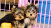 Cute Female And Male Teacup Yorkie Puppies