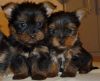AKC registered Yorkie pups available