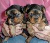 Ckc Male And Female Yorkies-t-cup