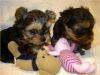 Male and Female Teacup Yorkie