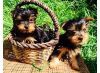 Two Cute Teacup Yorkie Puppies For Loving Home!!