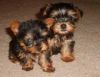 Excellent Yorkie Puppies For A New Home
