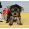 Healthy Yorkie Puppies