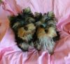 United Yorkie Puppies Available.